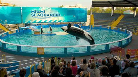 Seaquarium miami - Miami Seaquarium offers a variety of unique, interactive and educational experiences, perfect for families seeking fun things to do Miami! From swimming with dolphins , discovering sea turtles, penguins, sea lions, sting rays, manatees, sharks and learning about our conservation efforts, there is something for everyone. Park Schedule: View …